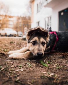 Милли ищет дом