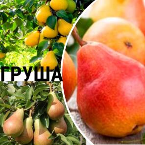 Саженцы груши от плодопитомника "Мир саженцев Кубани"