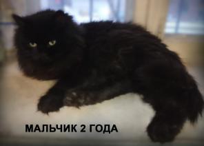 Черный супер кот!