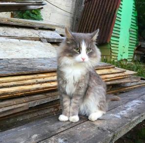 красивый котик погибнет на дачах