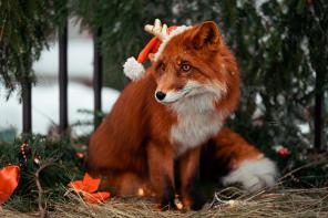 🎄ЭКСКУРСИЯ В ЭКО-ФЕРМЕ ДЛЯ ВЗРОСЛЫХ И ДЕТЕЙ ��