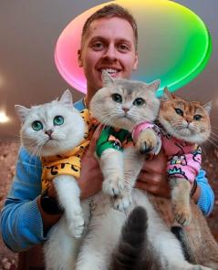 Британские кошки котята