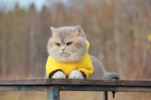 Британские кошки котята
