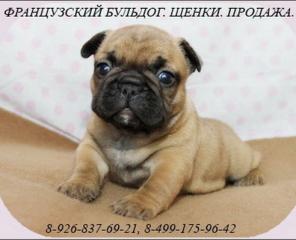 Французский бульдог щенки от Чемпионов