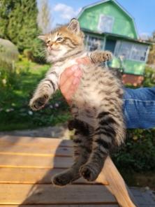 Котята от профессора