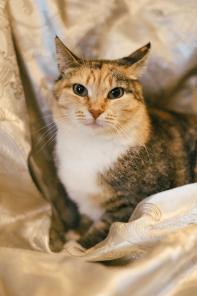 Солнечная кошечка Микси. Целых три килограмма позитива.
