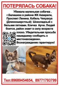 Пропала Чихуахуа