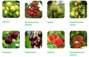 Здоровые и крепкие саженцы