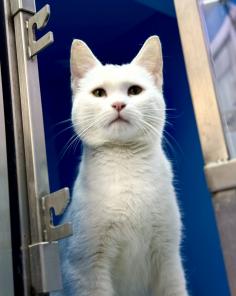 Кошка Шахзода ищет дом!