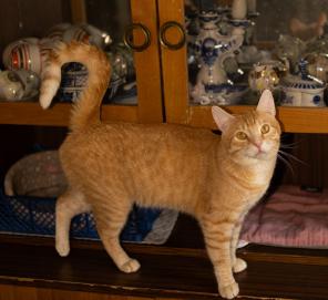Ищет дом чудесный котик Персик.