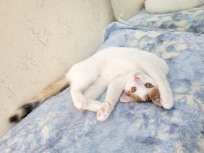 Котенок 3 мес в добрые руки