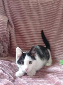 классный котенок ищет дом
