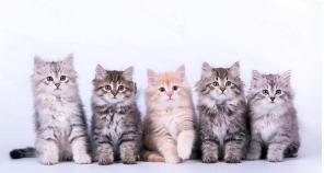 Сибирские котята от заводчика с документами
