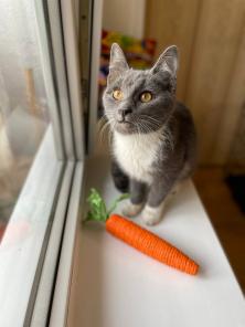 Котёнок Тима (Тимофей)