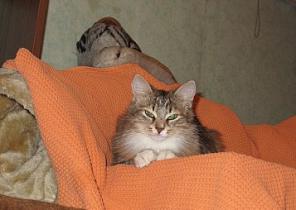 Котенок по имени Кшися ищет дом и любимых хозяев.