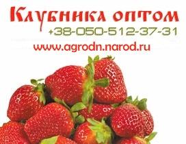 Клубника 2009, продаю клубнику оптом.