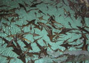 ������� �� ����������� � ��������������