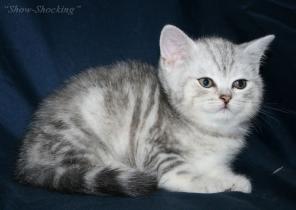 Британские котята(кошечки),окрас вискас ,черный мрамор,черепаховый ,п-к"Show-Shocking"