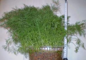 �������� ���� ��� ������������� ��������� ���������.