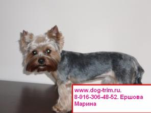 Стильные стрижки йоркам. Стрижка йорка. Стильные стрижки йоркширам.