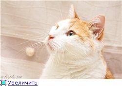 «Нереальный кот Басик 2,5 года. В дар.»