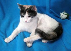 Котенок Бусинка, 7 мес., в дар