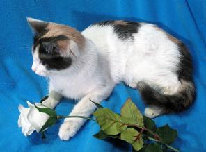 Котенок Бусинка, 7 мес., в дар