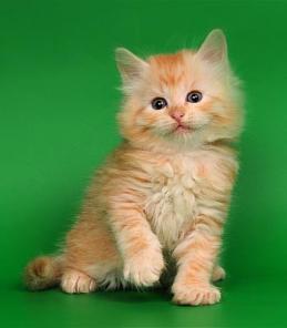 РЫЖИЕ СИБИРСКИЕ котята