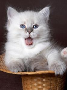 НЕВСКИЕ маскарадные котята от ЧЕМПИОНА МИРА!