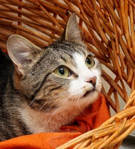 Уникальная кошка Уника. 1,5 года. Ласковая и игривая. Ищем дом!
