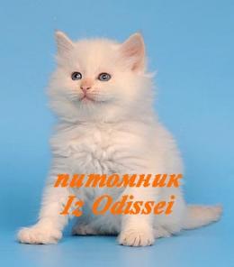 НЕВСКИЕ МАСКАРАДНЫЕ котята от ЧЕМПИОНА МИРА!