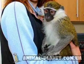 ������ ������ ���������