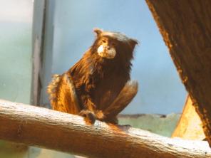 ������� -������ ���������� ���������, ������ ����