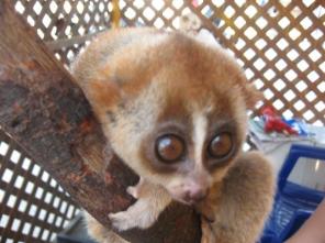 ������ ���� � ������� ���������.