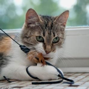Кошка Мышка ищет добрые руки