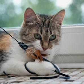 Кошка Мышка ищет добрые руки