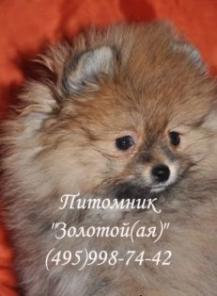 Померанский (немецкий) шпиц