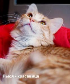 В дар очаровательная Алиса