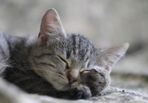 Котенок Ушастик, 5 мес., в дар
