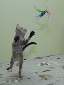 Котенок Ушастик, 5 мес., в дар