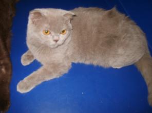 Кошечки скоттиш фолды и страйт лилового, шоколадного и черного окраса