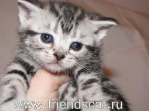 Плюшевые шотландские вислоухие, прямоухие котята, рисунчатых окрасов. Вязки!