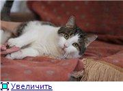 Кот Филипп.1,5 года.в добрые руки
