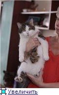 Кот Филипп.1,5 года.в добрые руки
