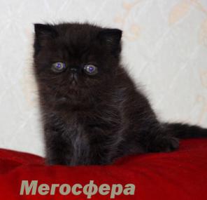 Экзотический черный котик