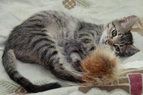 Котенок Ушастик,4 мес, в добрые руки.