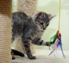 Котенок Ушастик,4 мес, в добрые руки.