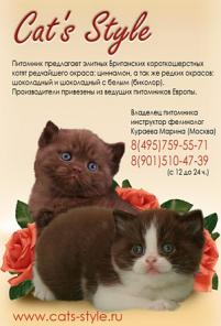 Британские котята Циннамон и Колор-поинт носители