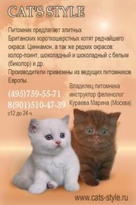Британские котята Циннамон и Колор-поинт носители