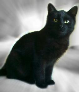 КОТЯТА (мальчики)